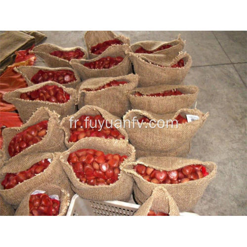 Récolter des châtaignes fraîches de Dandong à bon prix